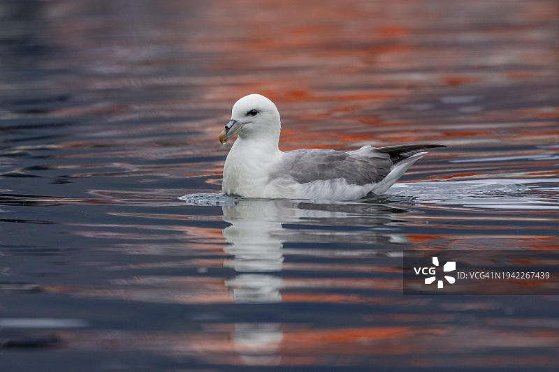 北极海燕（Fulmarus glacialis），在港口盆地游泳，冰岛，欧洲图片素材