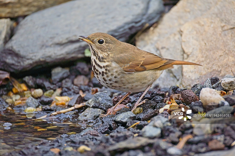 隐士鸫鸟图片素材