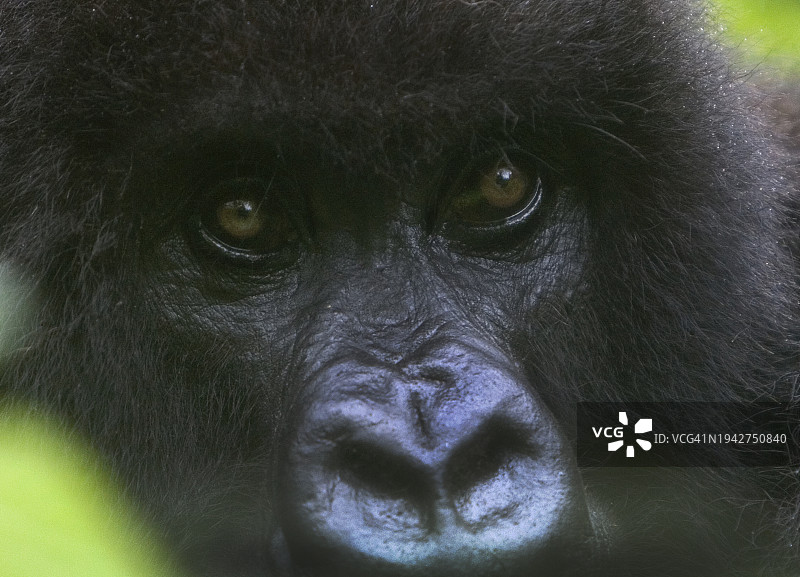 青少年大猩猩特写图片素材