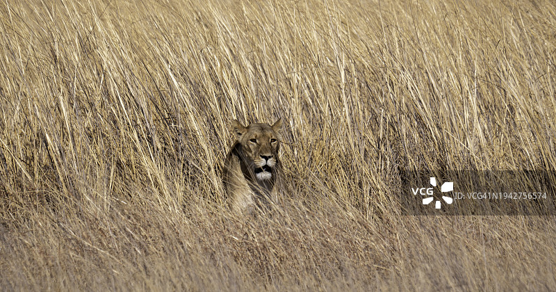 高草丛中的母狮图片素材