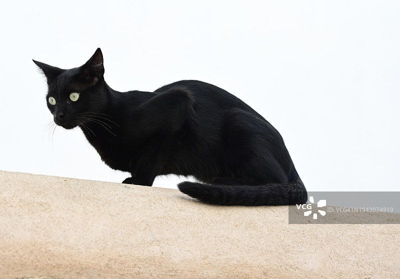 在城墙上的黑猫，拉巴特，摩洛哥图片素材