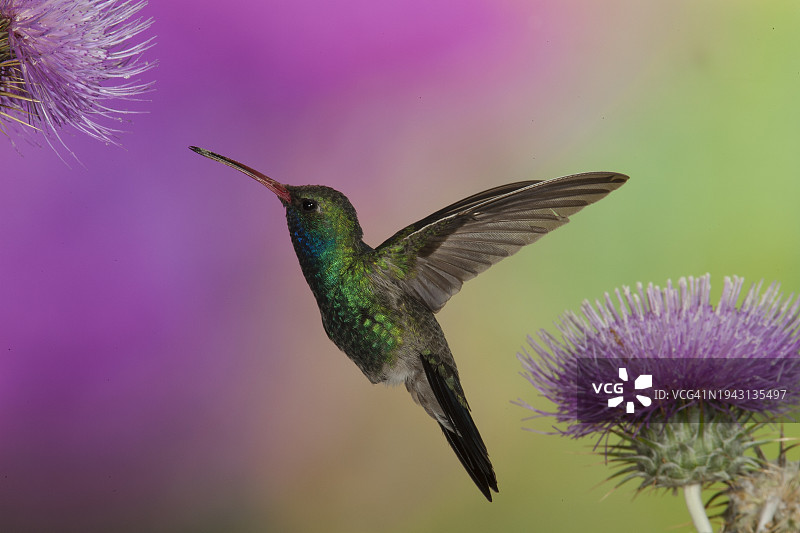 阔嘴蜂鸟图片素材