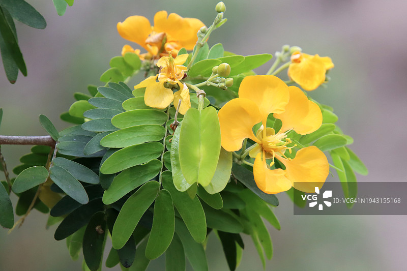 维腊木树（Bulnesia Arborea）的鲜花和树叶图片素材