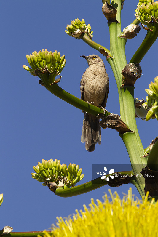 弯嘴嘲鸫图片素材