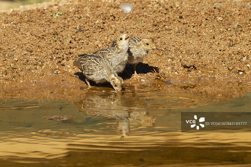 甘贝尔鹌鹑图片素材