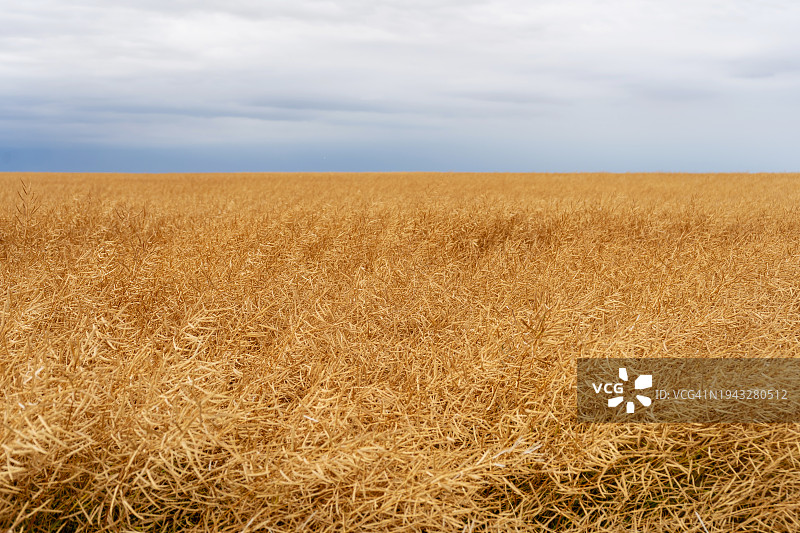 成熟的油菜图片素材