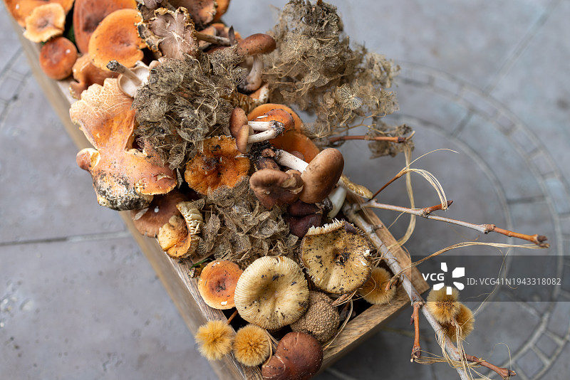 装满干燥梧桐树种子球和野生蘑菇的木制花园托盘图片素材