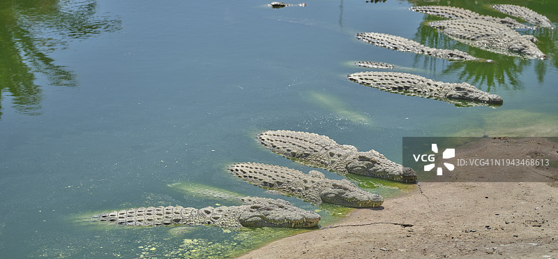晒太阳的鳄鱼图片素材
