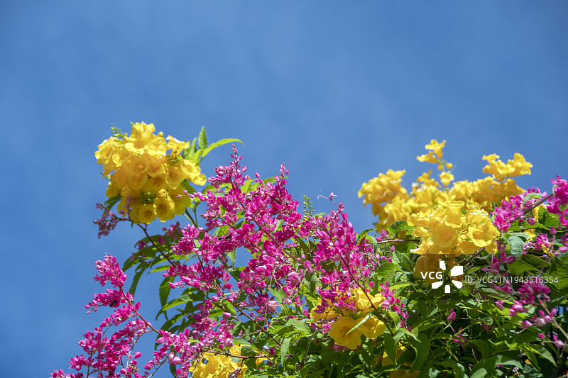 开花植物，巴西里约热内卢图片素材