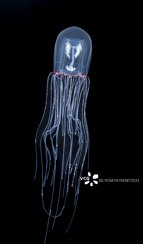 红眼水母，加利福尼亚州蒙特雷湾，太平洋图片素材