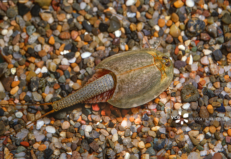 拉氏盾壳虾：一种发现于美国西部季节性池塘的小型稀有物种，加利福尼亚州图片素材