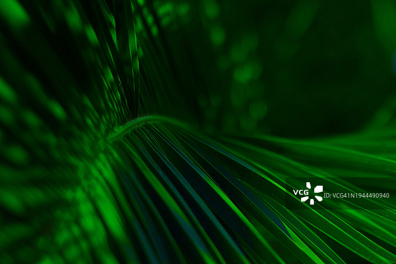 抽象自然背景树叶图片素材