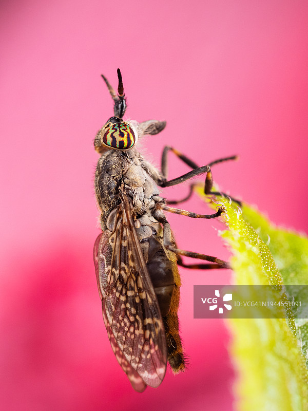 具有彩色眼睛的苍蝇停留在绿色叶子上，马蝇特写图片素材