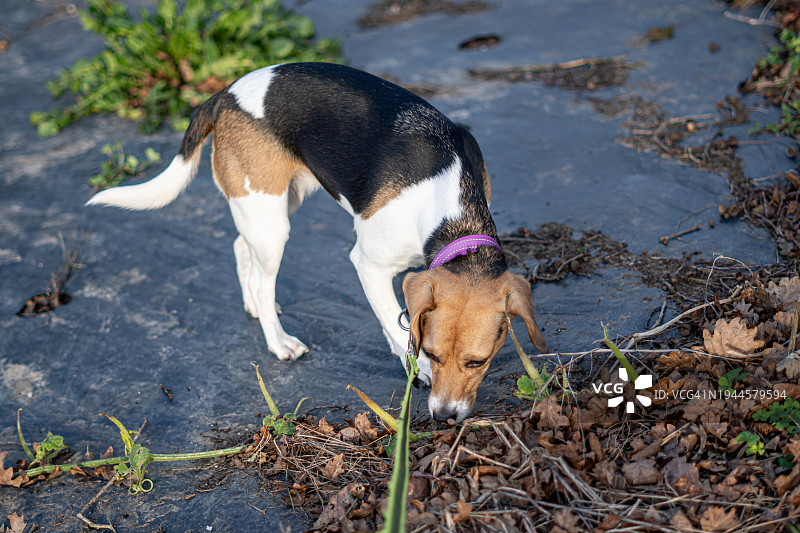 嗅着的狗图片素材