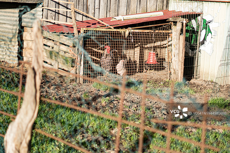 监狱里的公鸡和一些鸡图片素材