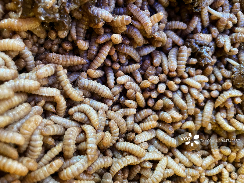 蝇蛆幼虫图片素材