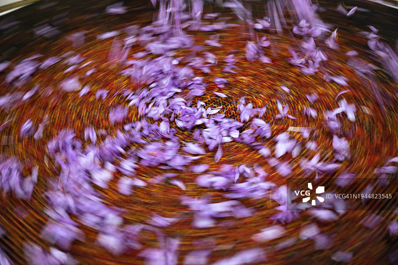 番红花采摘图片素材