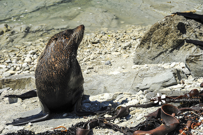凯库拉海滩上的海豹图片素材