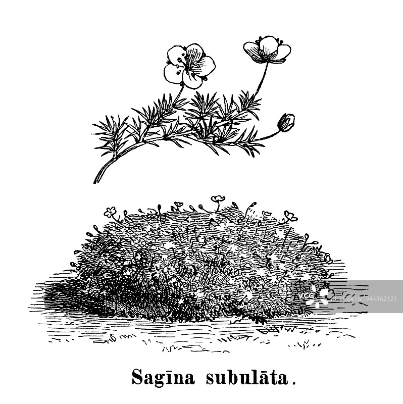 老式雕刻插图： heath pearlwort图片素材