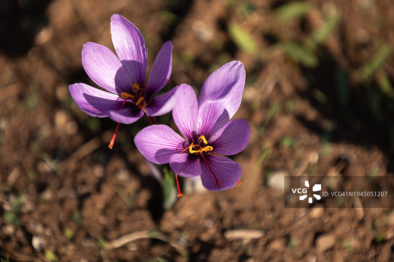 番红花图片素材