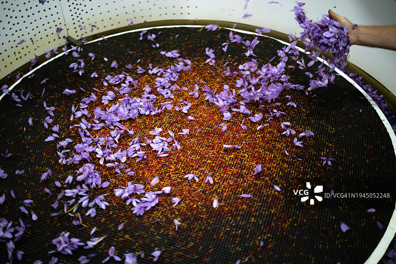 番红花采摘图片素材