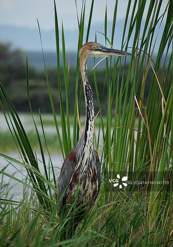 苍鹭与芦苇图片素材