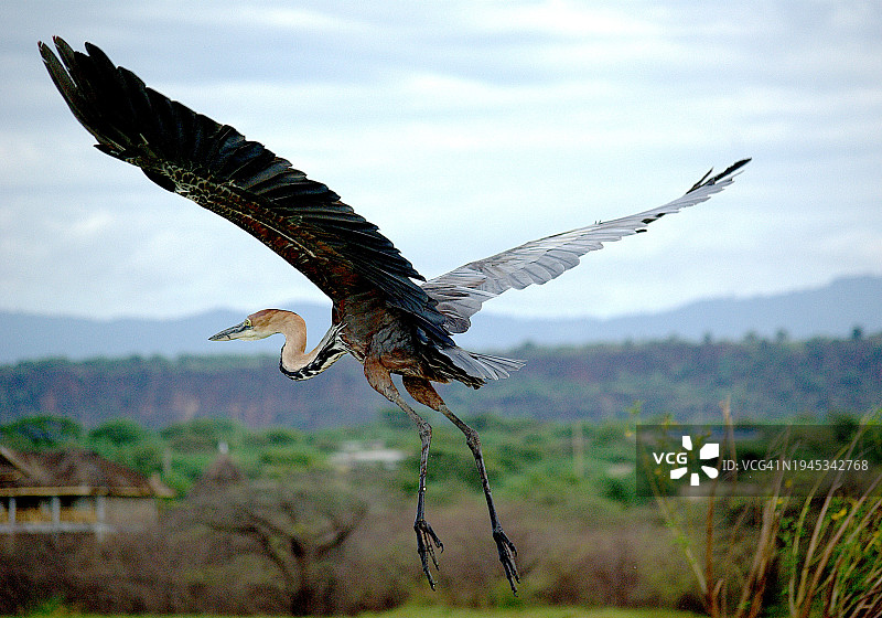 飞行中的巨鹭图片素材