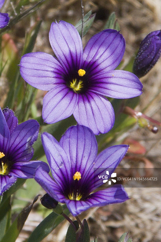 蓝眼草花图片素材