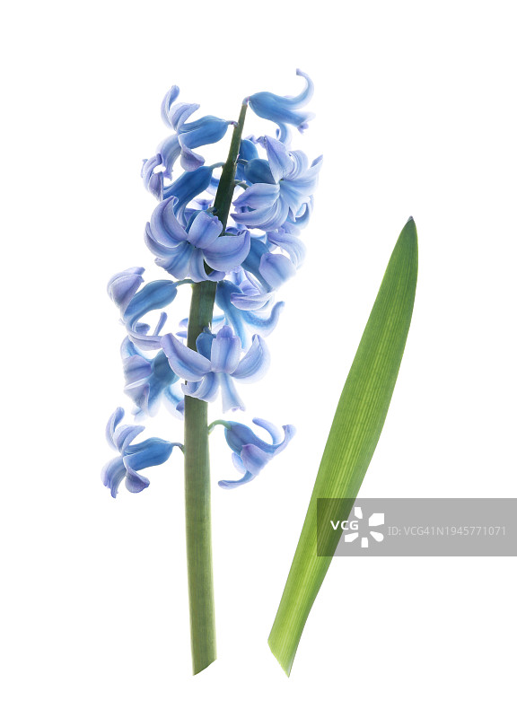 蓝色风信子花叶特写图片素材