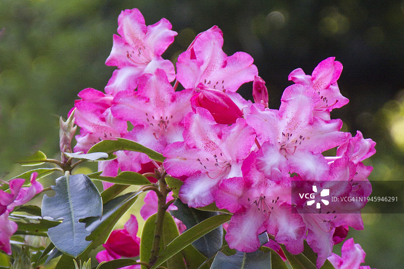太平洋杜鹃花图片素材