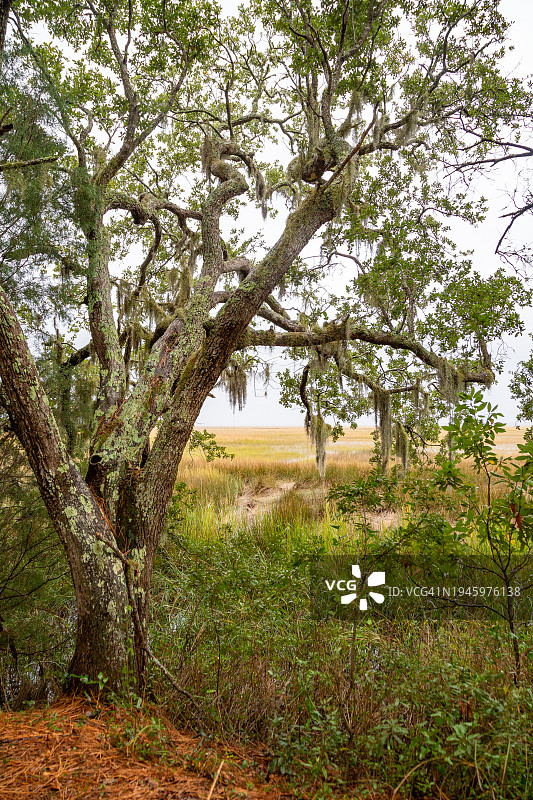 公牛岛图片素材