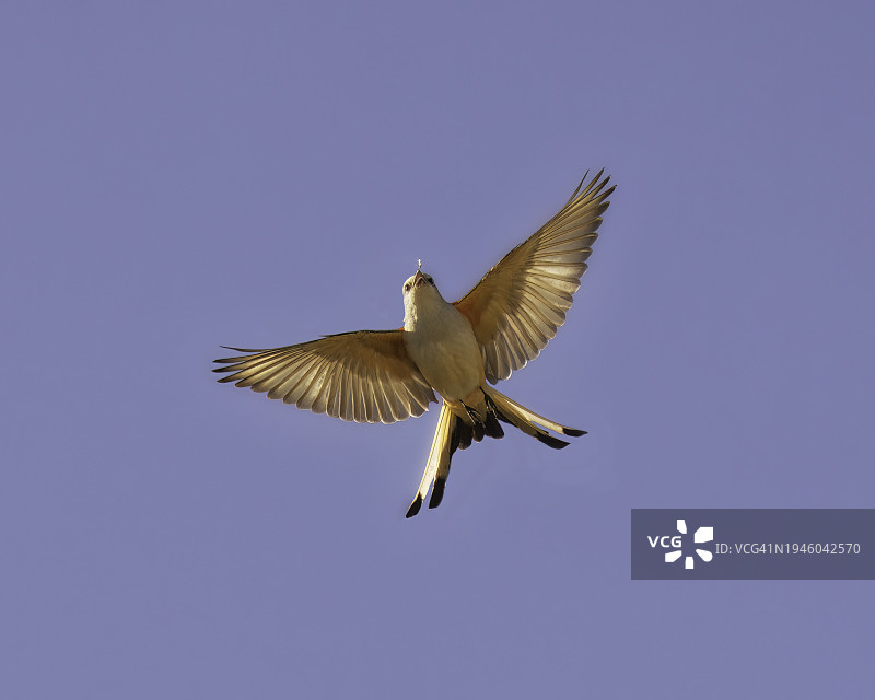 飞行中的美洲王霸鹟图片素材