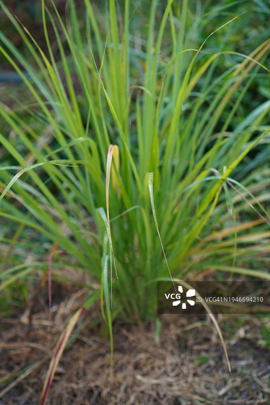 菜园里的香茅树图片素材