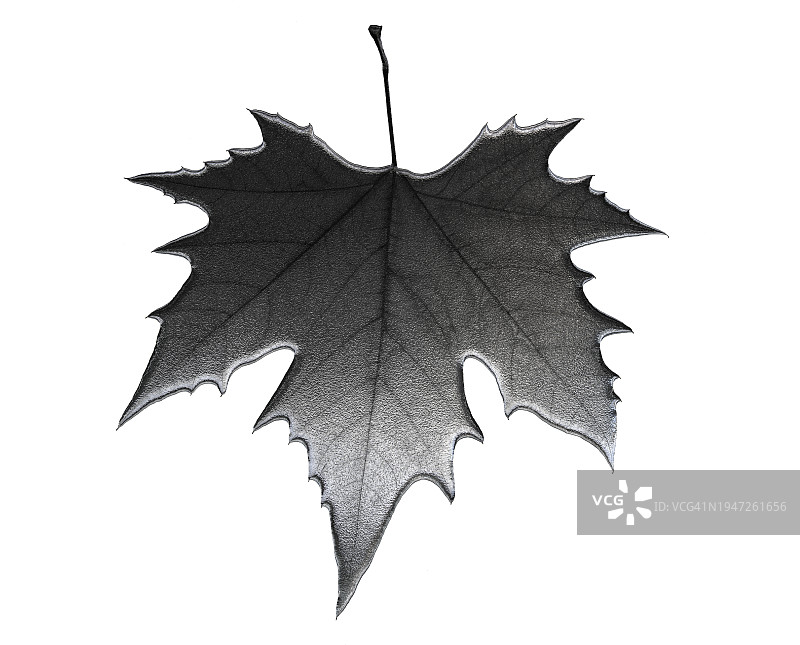 具有银色金属效果的枫叶装饰图片素材