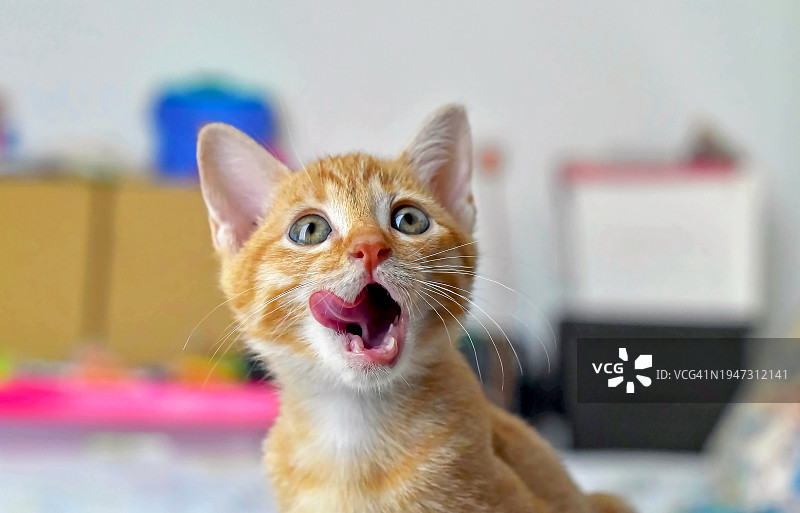 吐舌头的姜黄色小猫特写图片素材