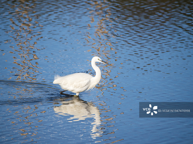 小白鹭图片素材