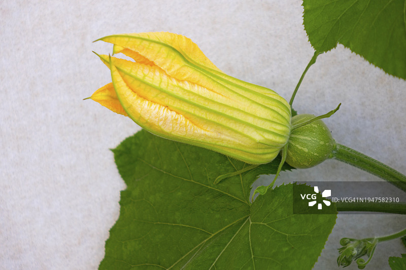 南瓜花图片素材