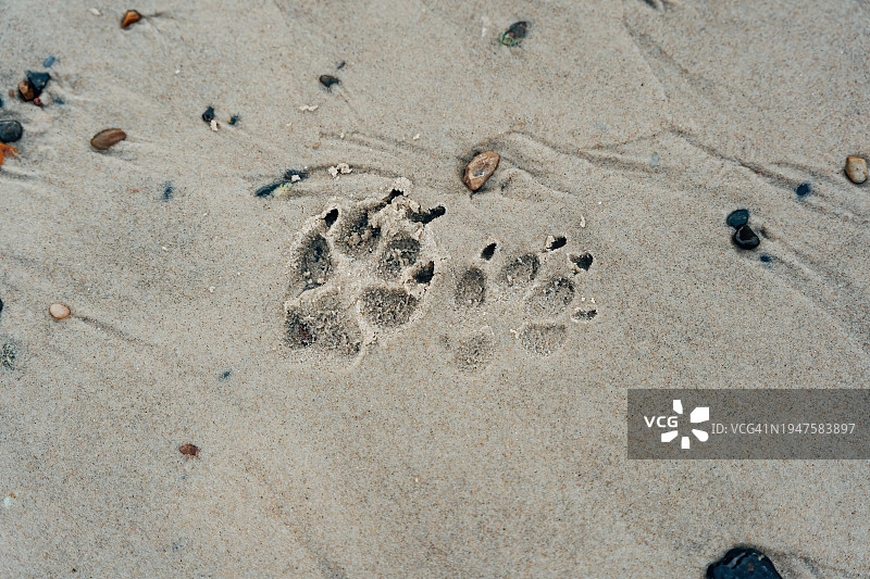 沙滩上的狗爪印图片素材