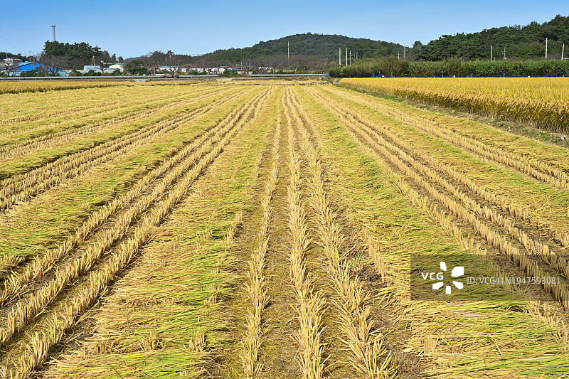 全罗南道罗州市大米图片素材