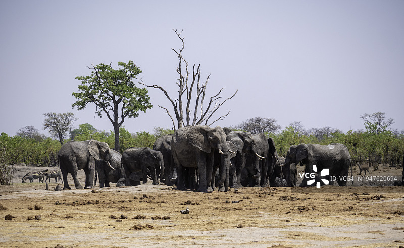 非洲象图片素材