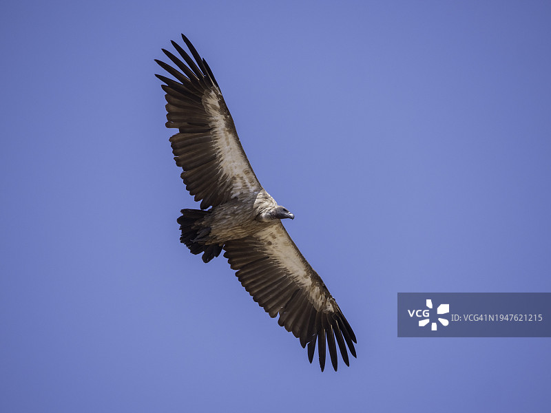 白背兀鹫图片素材