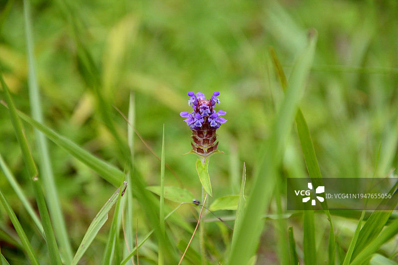 江原道咸白山野花蜜草图片素材