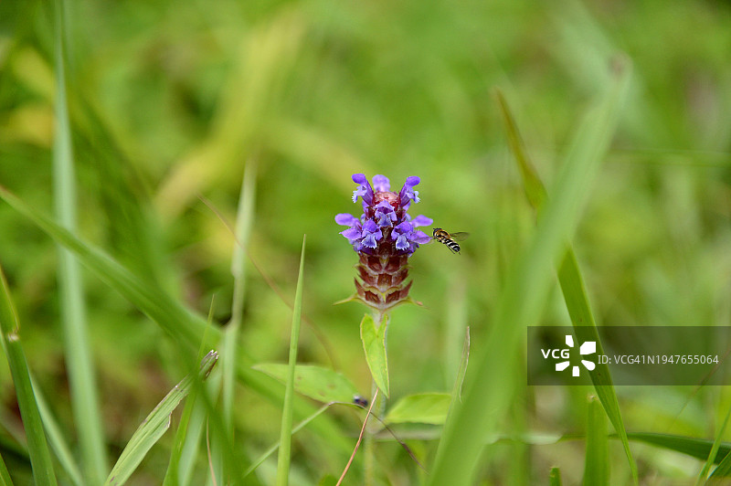 江原道咸白山野花蜜草图片素材