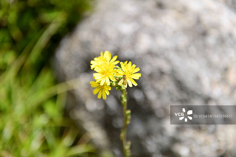 江原道咸白山野花和野生酢浆草图片素材