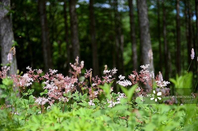 江原道咸白山野花炮塔图片素材