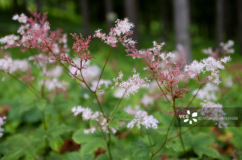 江原道咸白山野花炮塔图片素材