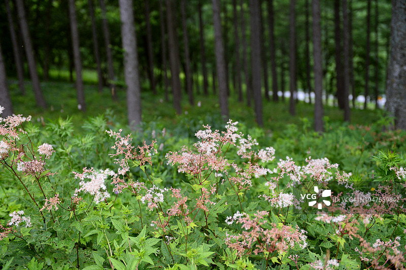 江原道咸白山野花炮塔图片素材