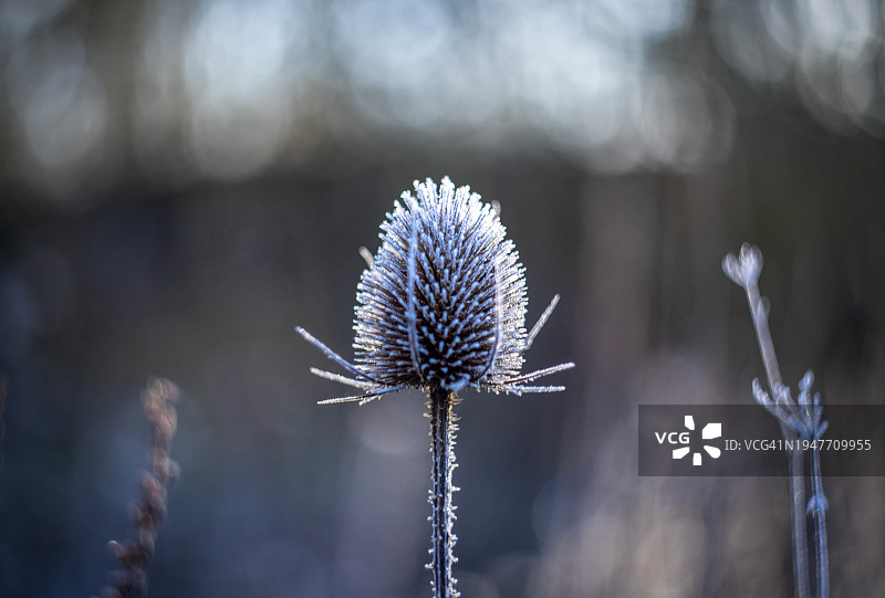 寒冷的霜冻早晨图片素材