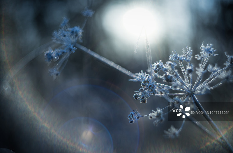 寒冷的霜冻早晨图片素材