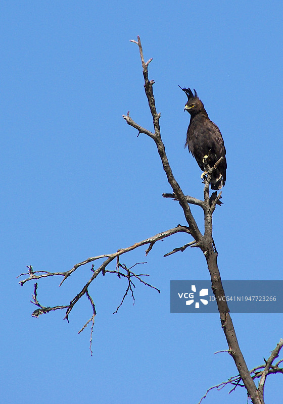 树上的长冠鹰图片素材